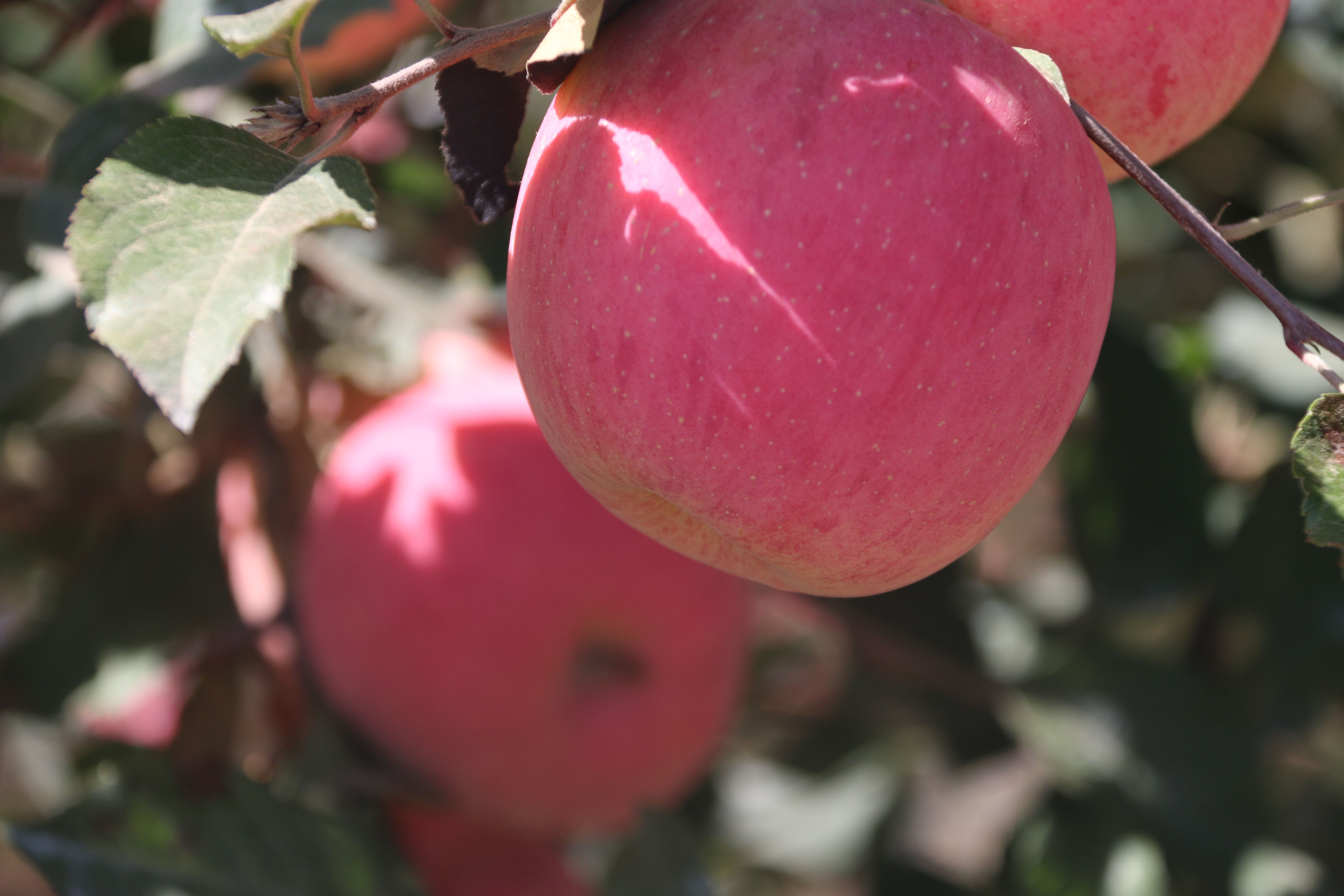 陜西:產(chǎn)區(qū)秦冠、小型富士果出口交易較好 陜西:產(chǎn)區(qū)秦冠、小型富士果出口交易較好